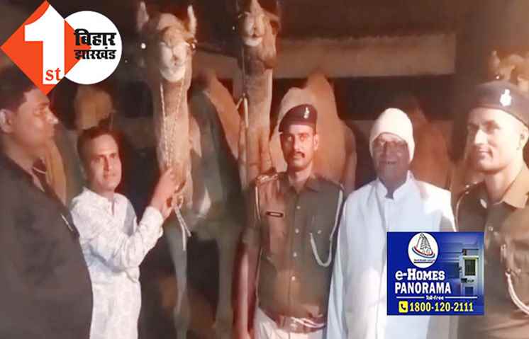 राजस्थान से ऊंट लाकर बिहार और बंगाल में की जा रही थी तस्करी, विश्व हिन्दू परिषद और बजरंग दल के कार्यकर्ता की मदद से 11 ऊंट बरामद