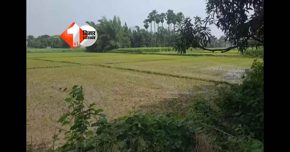 Bihar Farmer News : किसानों के लिए सरकार का बड़ा फैसला, अब इस नुकसान के लिए मिलने जा रहा  मुआवजा; आपको भी लेना है लाभ तो करना होगा यह छोटा सा काम 