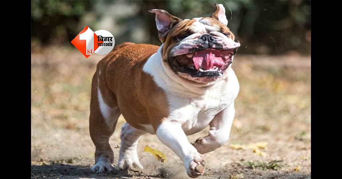 "मुजफ्फरपुर में भयानक हादसा: बुलडॉग ने 4 साल की मासूम का सिर नोच डाला, बाल और चमड़ी भी उखाड़ लिए"; मौत के बाद केस दर्ज