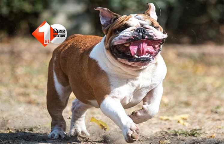 "मुजफ्फरपुर में भयानक हादसा: बुलडॉग ने 4 साल की मासूम का सिर नोच डाला, बाल और चमड़ी भी उखाड़ लिए"; मौत के बाद केस दर्ज