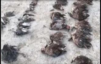 कोर्ट परिसर में दर्जनों प्रवासी पक्षियों की मौत से मचा हड़कंप, वन विभाग की टीम मौके पर पहुंची