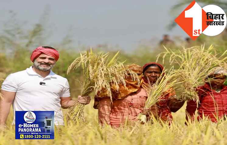 कुली-कारपेंटर के बाद किसान बने राहुल गांधी, सिर पर गमछा बांधा और करने लगे धान की कटाई, कहा-किसान खुशहाल तो भारत खुशहाल!