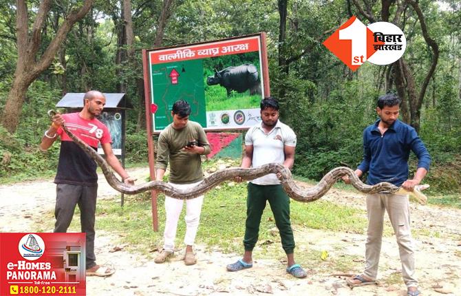 बिहार: जंगल से गांव में घुसा विशाल पाइथन, ग्रामीणों में मची अफरा-तफरी, वन विभाग की टीम ने किया रेस्क्यू