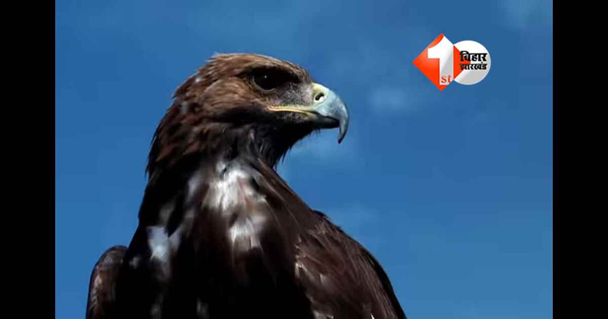 Mongolian Falcon Price