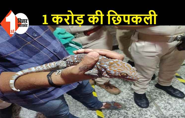 पटना में 25 लाख में बिक रही थी एक छिपकली, इंटरनेशनल मार्केट में एक करोड़ है कीमत