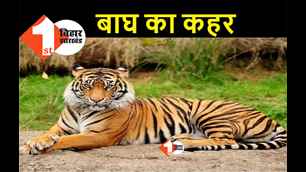 catagory