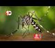 डेंगू से पटना में चौथी मौत, , 36 नए मरीज भी मिले; स्वास्थ्य विभाग से फॉगिंग की मांग 