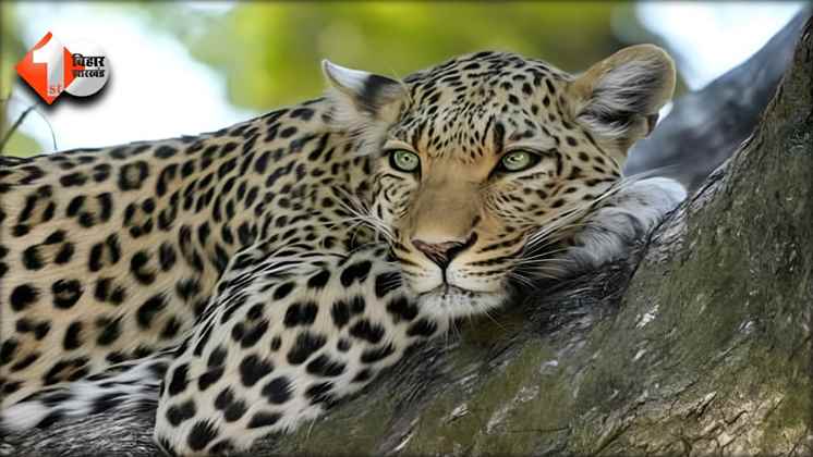 Leopard Sightings
