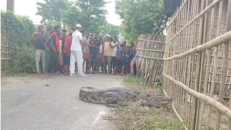 8 फीट लंबे मगरमच्छ को रोड पर घूमता देख सहमे ग्रामीण, वन विभाग ने किया रेस्क्यू