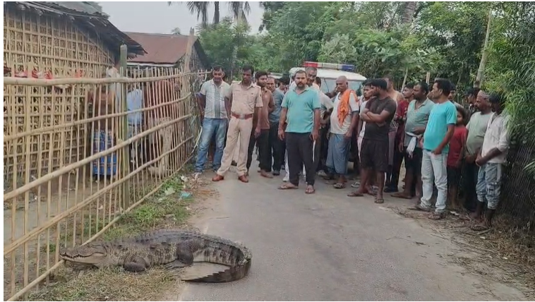 8 फीट लंबे मगरमच्छ को रोड पर घूमता देख सहमे ग्रामीण, वन विभाग ने किया रेस्क्यू